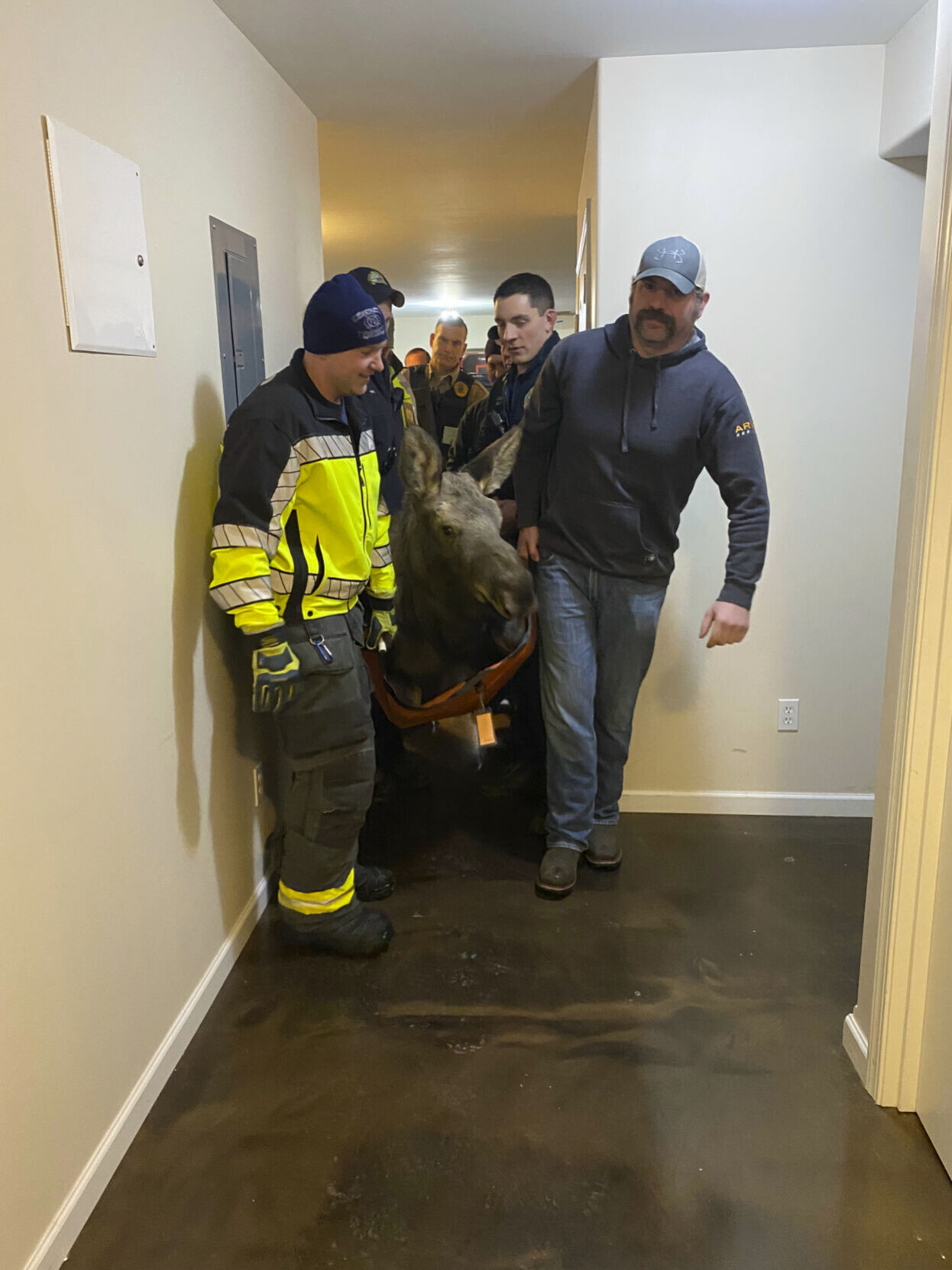 Alaska-Moose Rescue